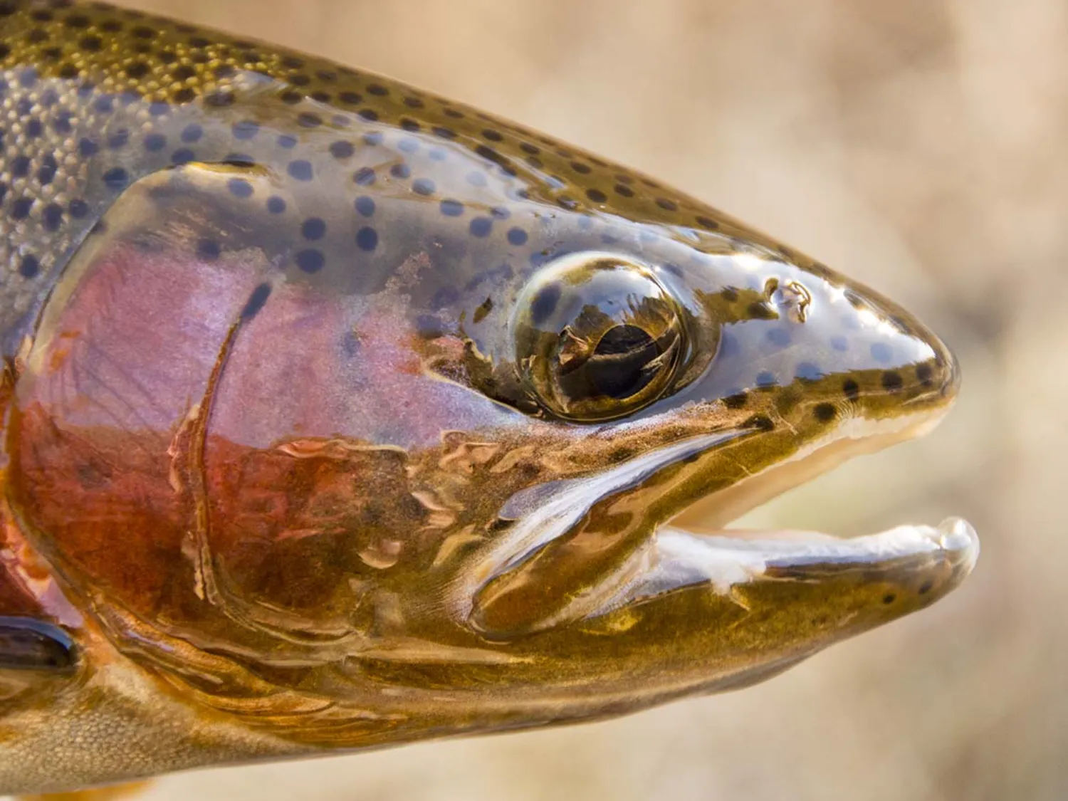 How to Set Up Your Spring Fly Box for Trout