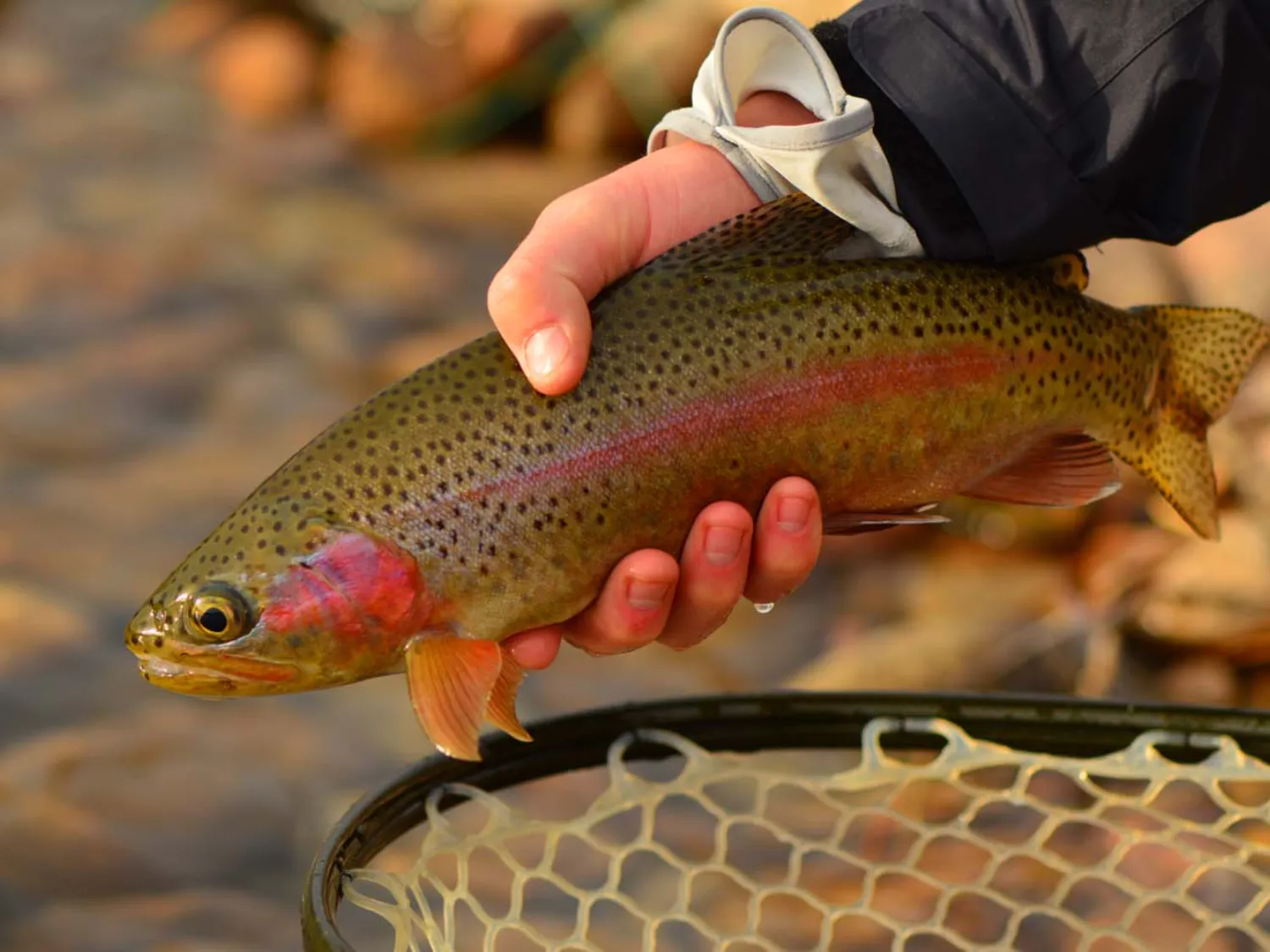 How to Classic Nymph: The Fundamentals Most Anglers Never Learn