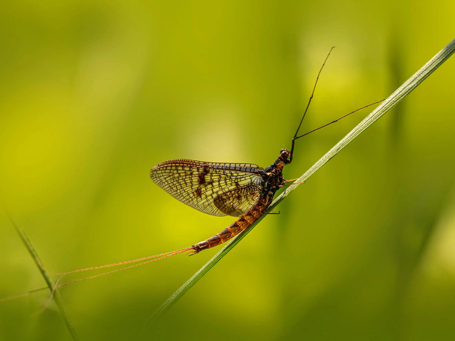 How to Match the Hatch: A Practical Entomology Guide for Trout Anglers