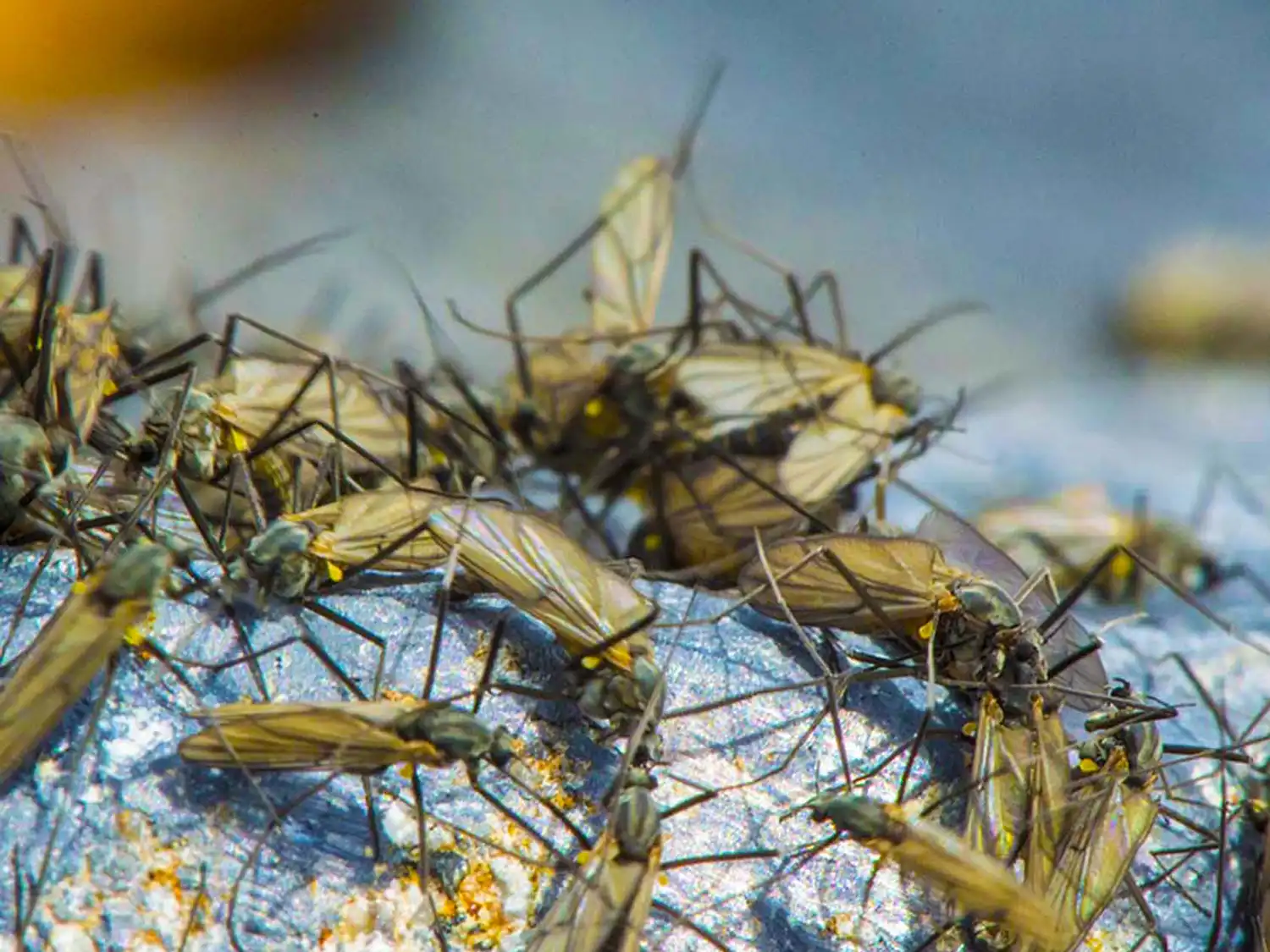 How to Match the Hatch: A Practical Entomology Guide for Trout Anglers