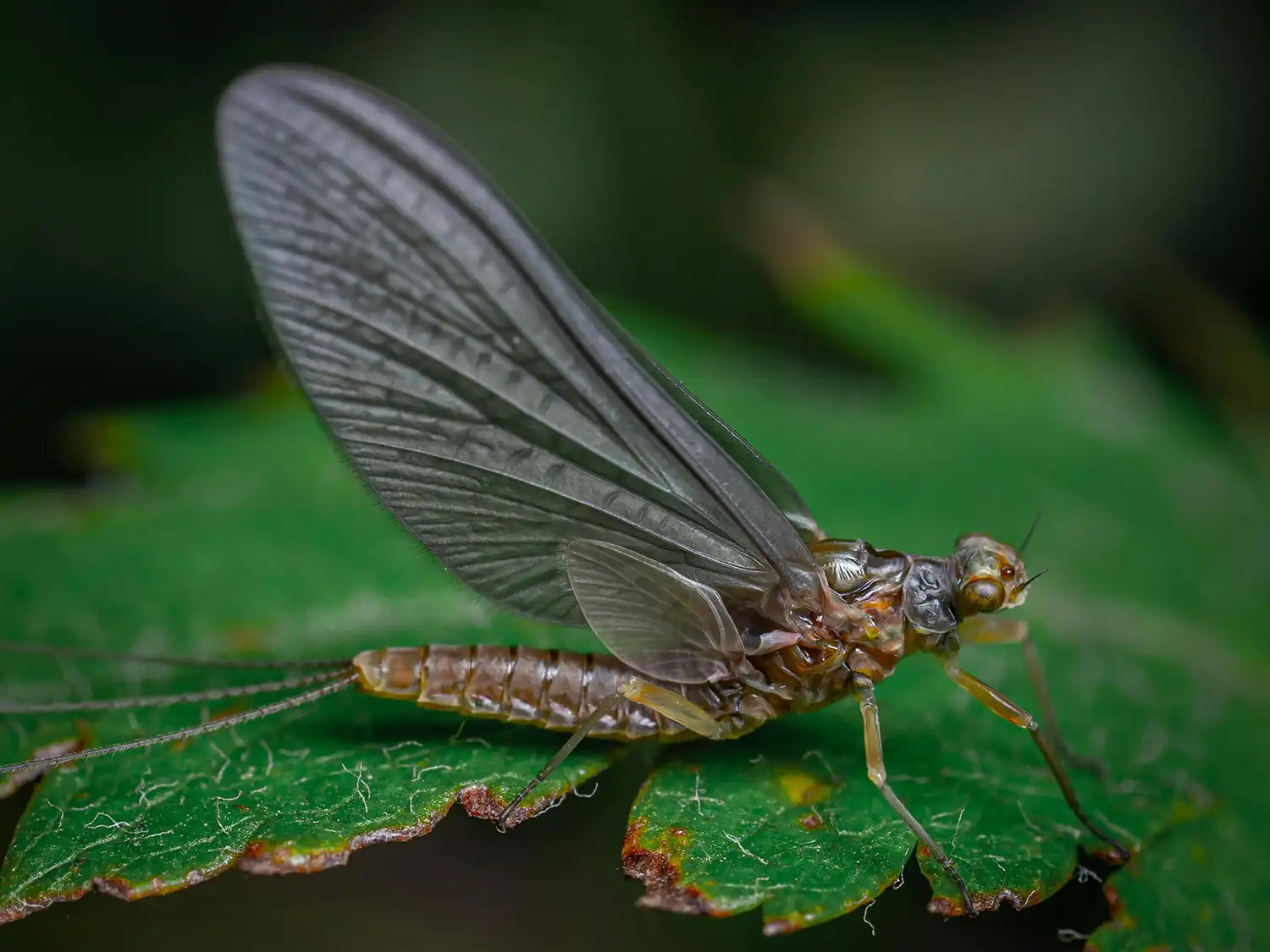 How to Match the Hatch: A Practical Entomology Guide for Trout Anglers