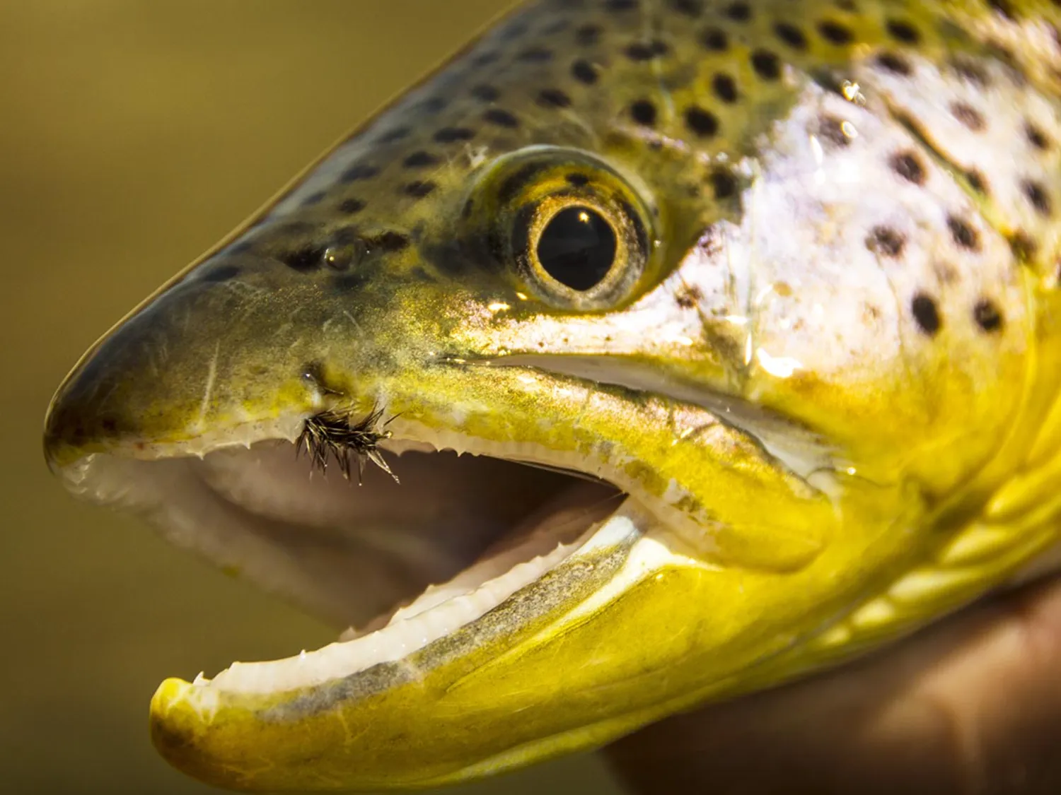 Winter Dry Fly Fishing: How to Find and Fish the Narrowest Window of the Year